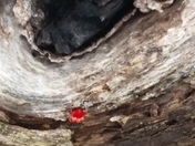 Coopers Furnace Day Use Allatoona Lake COE