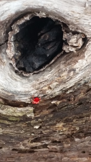 Coopers Furnace Day Use Allatoona Lake COE