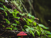 Redwoods National Park 