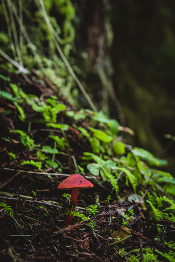 Redwoods National Park 