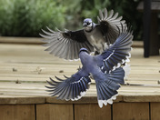 Dancing Blue Jays