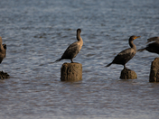 Cormorants resting in the sun