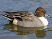 Northern Pintail