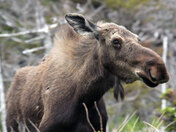 Moose 