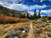 Inyo National Forest 