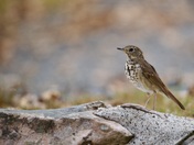 Hermit Thrush