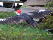 Pileated in Flight