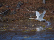 Trumpeter on the move.