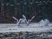 Trumpeter Swan in a hurry