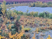 Denali National Park and Preserve