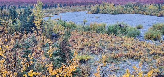Denali National Park and Preserve