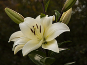 White Lily