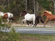 Assateague Island National Seashore