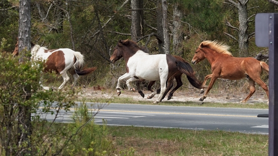 Assateague Island National Seashore