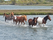 Assateague Island National Seashore