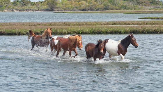 Assateague Island National Seashore