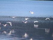 Tioga-Hammond Lakes Recreation Area