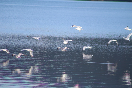 Tioga-Hammond Lakes Recreation Area