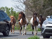 Assateague Island National Seashore