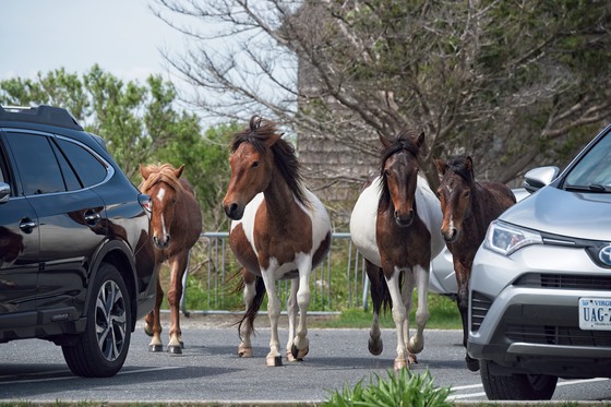 Assateague Island National Seashore