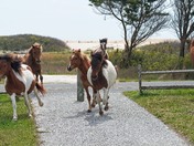Assateague Island National Seashore