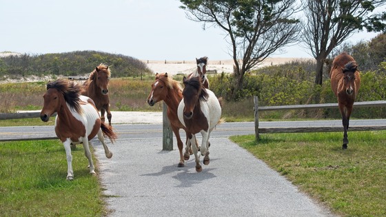 Assateague Island National Seashore