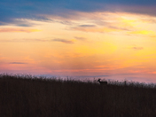 Saskatoon Island at Sunset