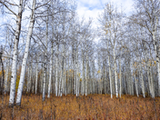 Autumn Scene in Northern Alberta