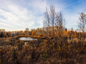 Autumn Scene in Northern Alberta