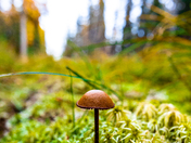 Autumn Scene in Northern Alberta
