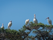 Assateague Island National Seashore