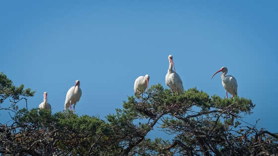 Assateague Island National Seashore