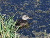 Shy Teal