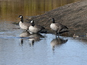 Geese, Teal and Muskrat