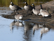 Resting Canada Geese