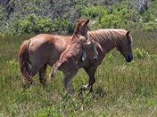 Assateague Island National Seashore
