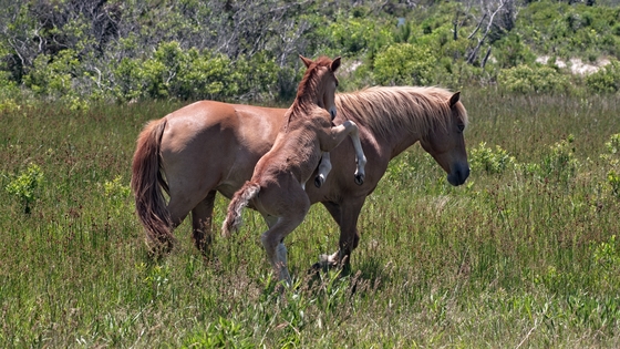 Assateague Island National Seashore