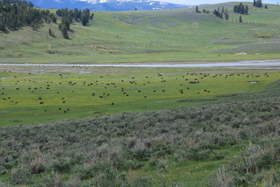 Yellowstone National Park