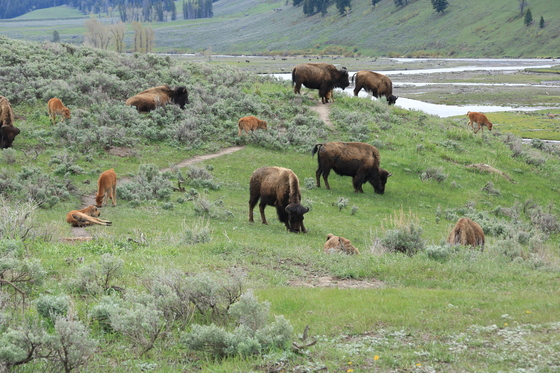 Yellowstone National Park