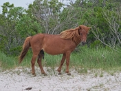 Assateague Island National Seashore
