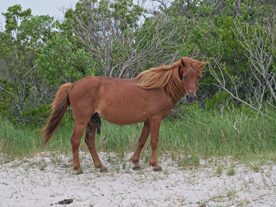 Assateague Island National Seashore