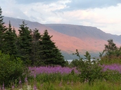 A Newfoundland Beauty