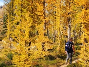 Okanogan-Wenatchee National Forest