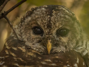 Portrait of the Barred Owl