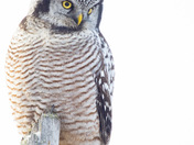 Northern Hawk Owl