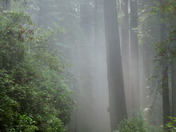 Redwoods National Park
