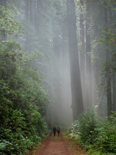 Redwoods National Park