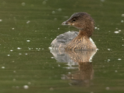 Pied-billed Grebe - Vancouver, British Columbia