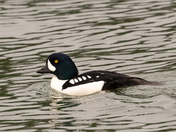 Barrow's Goldeneye - Davis Bay, British Columbia