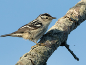Black-and-white Warbler - Prince Edward Point National Wildlife Area, Ontario